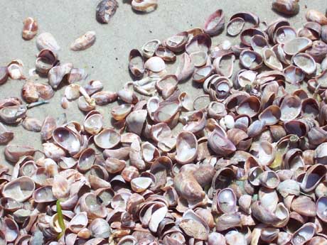 Click to Go to Lori's Home Page